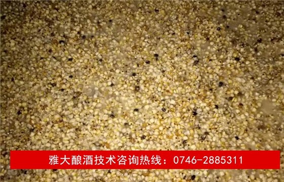 【釀酒技術】薏米酒&mdash;酒醅