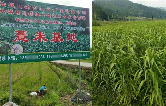 雅大白酒生產(chǎn)設(shè)備客戶&mdash;&mdash;薏米酒生產(chǎn)基地