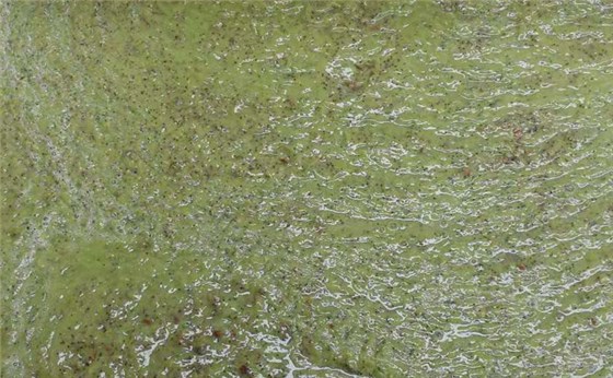 【釀酒技術(shù)】獼猴桃酒&mdash;&mdash;打漿發(fā)酵