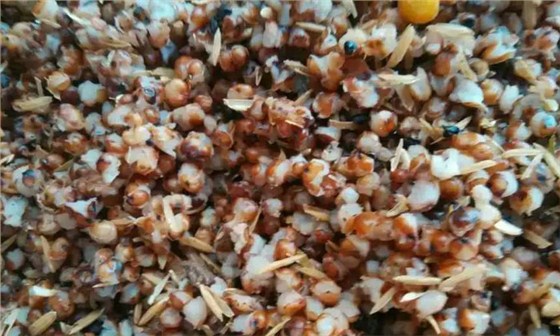 傳統(tǒng)固態(tài)釀酒|采用配醅來(lái)調(diào)節(jié)淀粉濃度、酸度