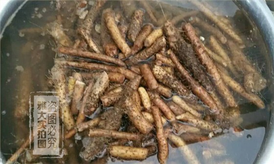 【釀酒設(shè)備】淮山酒&mdash;&mdash;清洗