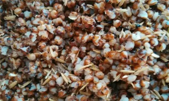 如何利用雅大燒酒設(shè)備釀造四川粳高粱小曲酒？&mdash;&mdash;高粱開花程度