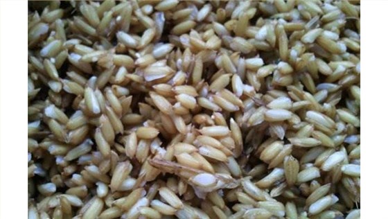 【釀酒設(shè)備】稻谷酒釀酒技術(shù)&mdash;&mdash;煮