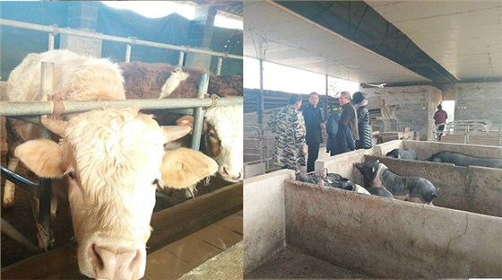 20-酒糟喂羊固態(tài)酒糟好還是液態(tài)酒糟好養(yǎng)殖場？