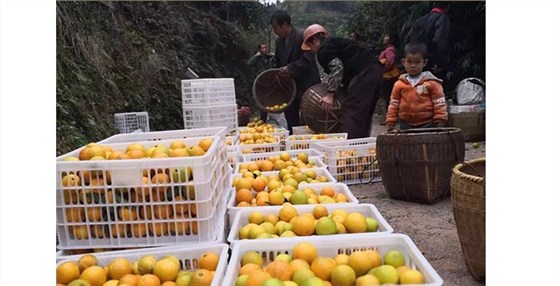 永興冰糖橙滯銷 曹總引雅大烤酒設(shè)備靠&ldquo;釀&rdquo;帶動(dòng)銷量