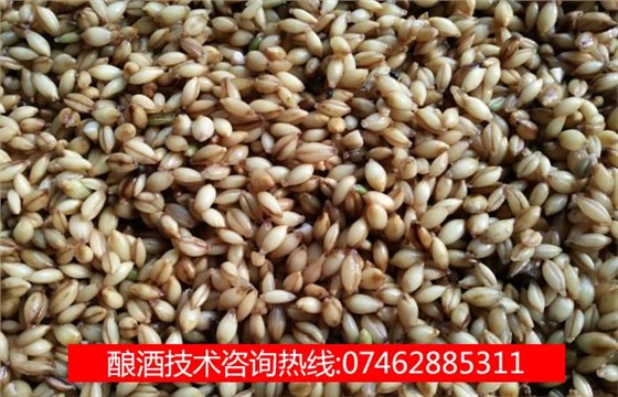 藏族四大特色美食之一的青稞酒工藝流程&mdash;泡青稞