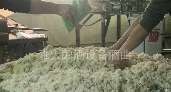 「蒸酒設(shè)備」大米熟料發(fā)酵，&mdash;攤涼下曲