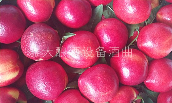 不會做桃子酒？雅大釀酒設備廠家親自上門指導！