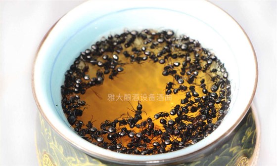 9.15「大型釀酒設(shè)備」驚！用黑螞蟻泡酒功效竟然這么大！04