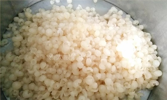 純實(shí)操！雅大大型釀酒設(shè)備釀酒師教泰國華裔制作龍眼酒-04