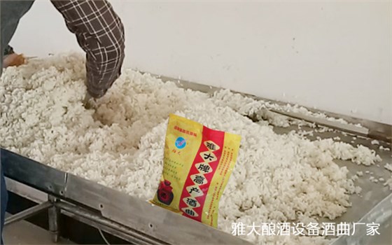 如何用電加熱釀酒設(shè)備做廣東米酒？大米半固態(tài)釀酒方法。-04大米攤涼1