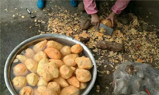 大型釀酒設(shè)備怎樣做出好喝的紅薯酒？紅薯釀酒方法！-02-紅薯清洗