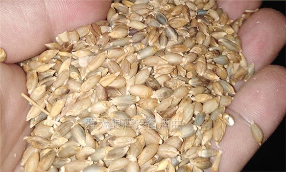 雅大邀您到酒廠用白酒蒸酒設(shè)備實(shí)操釀青稞酒，青稞酒實(shí)操教學(xué)！-01-青稞釀酒0