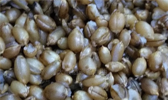 雅大邀您到酒廠用白酒蒸酒設(shè)備實(shí)操釀青稞酒，青稞酒實(shí)操教學(xué)！-04-青稞釀酒開花