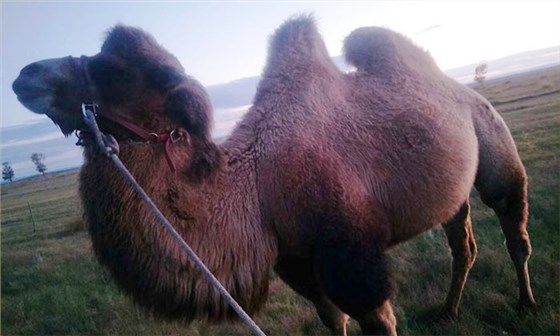 白酒蒸酒設備-07-內蒙冀總駱駝