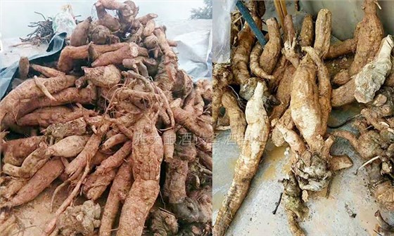 楊醫(yī)生用釀酒新設(shè)備做保健酒4年，維葛酒熱銷全國的秘密！-02葛根