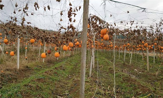 雅大大型釀酒設(shè)備廠家將瓜蔞肉釀成酒，讓果農(nóng)的利潤翻幾倍！-01-瓜蔞釀酒1