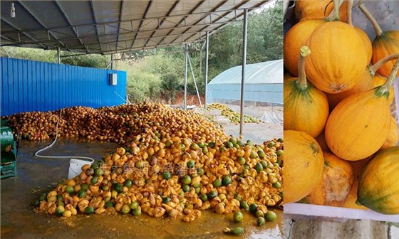 雅大大型釀酒設(shè)備廠家將瓜蔞肉釀成酒，讓果農(nóng)的利潤翻幾倍！-02