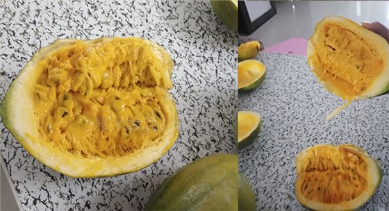 雅大大型釀酒設(shè)備廠家將瓜蔞肉釀成酒，讓果農(nóng)的利潤翻幾倍！-05