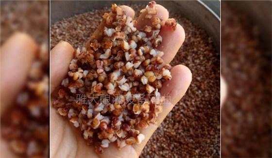 釀酒新設(shè)備釀制古法固態(tài)純糧酒的6大步驟，你清楚嗎？-01-高粱釀酒蒸開(kāi)花