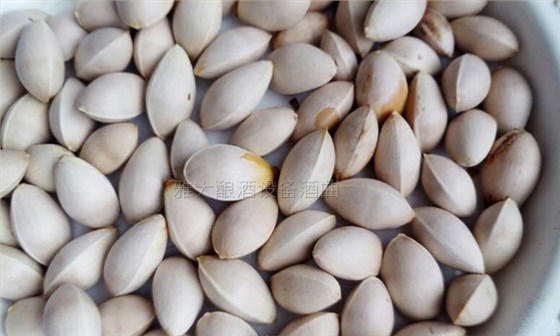 銀杏果酒怎么做？20年釀酒經(jīng)驗的新工藝釀酒設(shè)備廠手把手教您做！-01白果