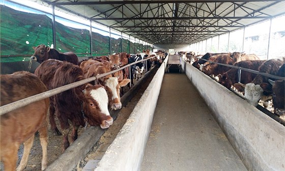 2019年外出打工？不如用多功能釀酒設(shè)備釀酒養(yǎng)牛-01-酒糟養(yǎng)殖牛