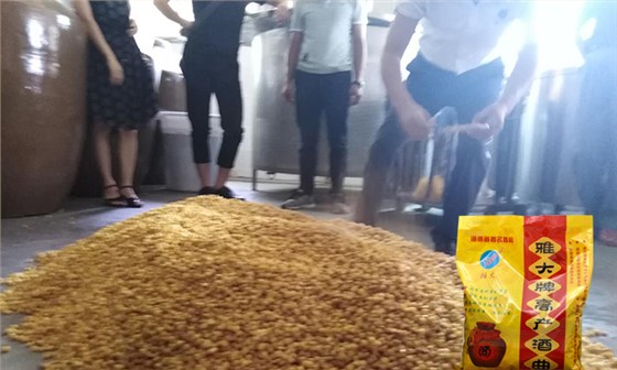 自己用玉米釀酒設備蒸制的玉米酒為什么喝了眼花？該怎么辦？-04-玉米釀酒下酒曲2