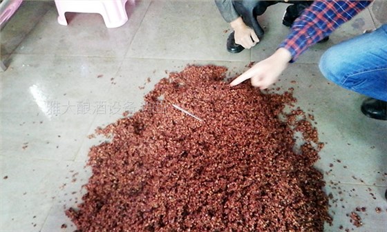 用熟料釀酒設(shè)備釀固態(tài)酒，真能通過黃水的味道判斷發(fā)酵情況？-05-高粱釀酒