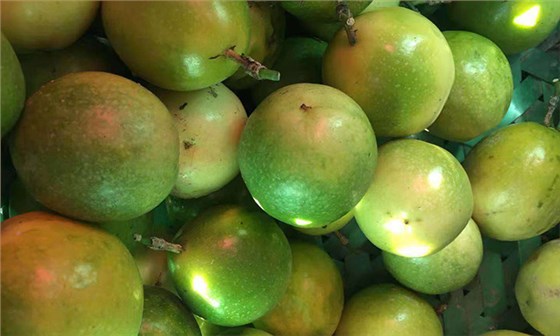 滯銷，長相難看的百香果，用蒸汽釀酒設(shè)備做酒再也不爛！-03