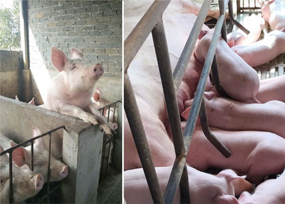 借助純糧釀酒設(shè)備 打造&ldquo;釀酒+養(yǎng)豬&rdquo;新模式