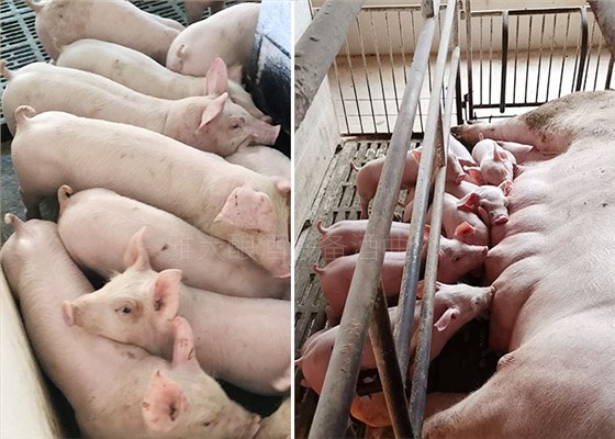 豬吃了酒糟糖化飼料長膘快、肉質(zhì)更鮮美