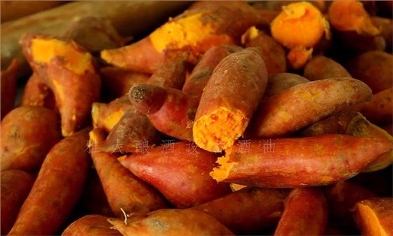 8.10-8步教您用小型酒廠釀酒設(shè)備釀造紅薯酒，純實操！2