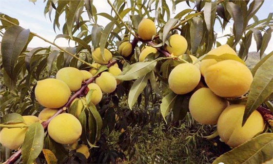 8.24-印江縣黃桃滯銷，冉總引進(jìn)雅大電加熱釀酒設(shè)備靠&ldquo;釀&rdquo;帶動銷量1