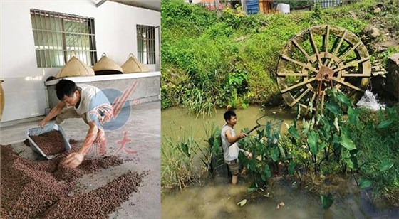 10.10武功山黑糯米酒坊續(xù)集來了，這波操作后酒坊生意更火了-釀酒農(nóng)莊3