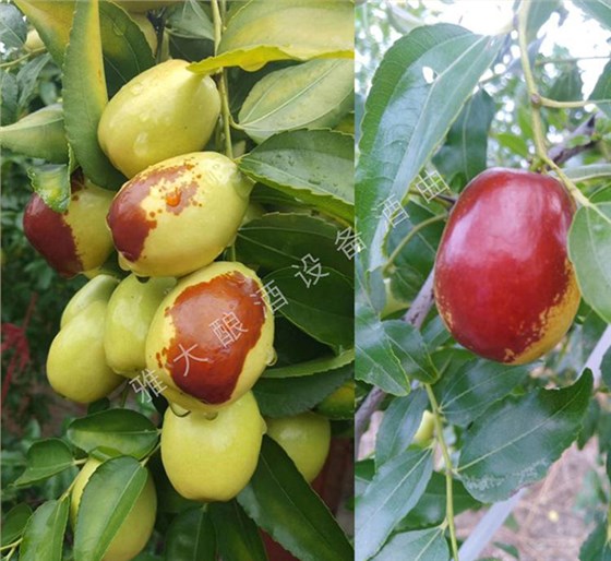 大棗每斤15元不愁賣(mài)，為什么張總還要用新型釀酒設(shè)備做紅棗酒？ 1