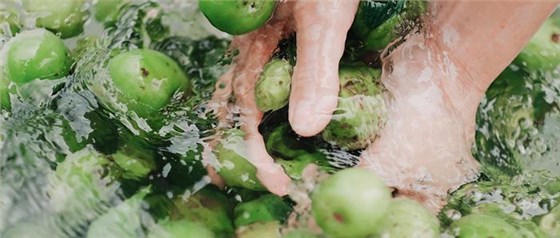 弄1套小型釀酒設(shè)備200型，回家用青梅煮酒（附青梅釀酒技術(shù)） 1