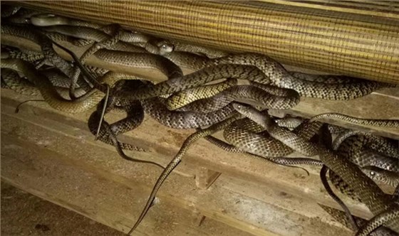 最嚴(yán)&ldquo;禁野令&rdquo;來了，特殊養(yǎng)殖戶該何去何從？ 2