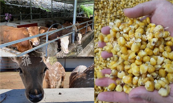 小型白酒設(shè)備釀酒養(yǎng)殖種地，走可持續(xù)發(fā)展道路 4