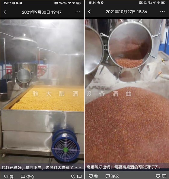 12.18致富新模式，用烤酒設(shè)備蒸酒后的酒糟飼養(yǎng)肉牛成本低，效益高-玉米高粱釀酒