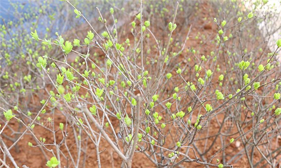 3-12種下樹苗，釀造希望
