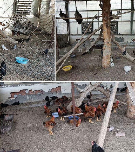 工程師變身&ldquo;農(nóng)莊主&rdquo;，又引進(jìn)白酒烤酒設(shè)備，為農(nóng)莊增添新特色4