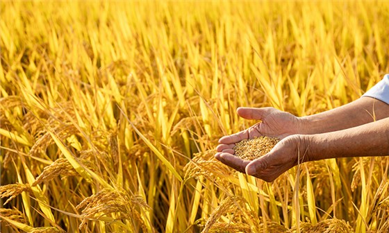 秋分過后，大量農(nóng)作物成熟