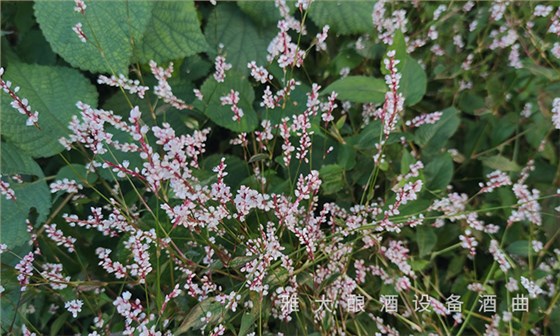 制曲原料&mdash;&mdash;辣蓼草