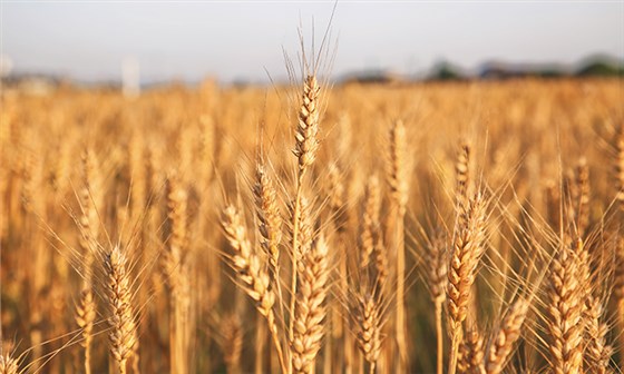 制曲原料&mdash;&mdash;小麥