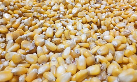 夏季用白酒蒸餾設(shè)備釀酒為什么容易酒苦？ 2