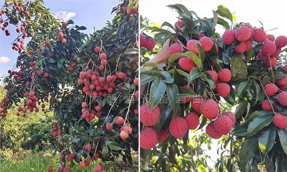 用果酒釀酒設備將荔枝釀成酒，提升果農利潤和市場競爭力 2