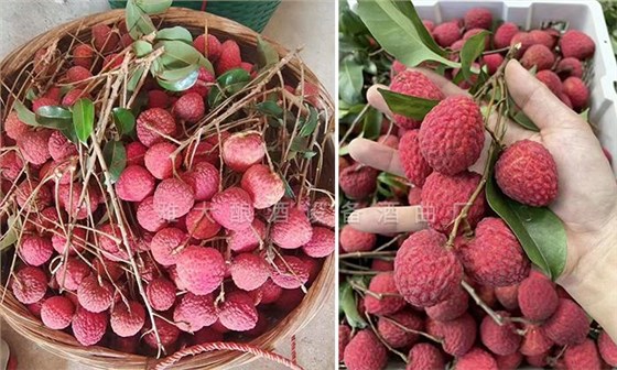 用果酒釀酒設備將荔枝釀成酒，提升果農利潤和市場競爭力 3