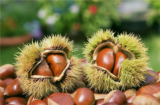 我想釀板栗酒，用哪一款酒曲比較好？ 1