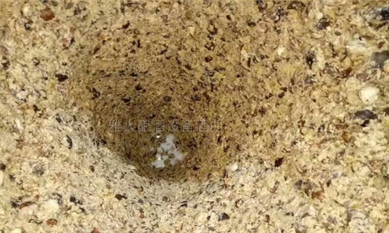 我想釀板栗酒，用哪一款酒曲比較好？ 5