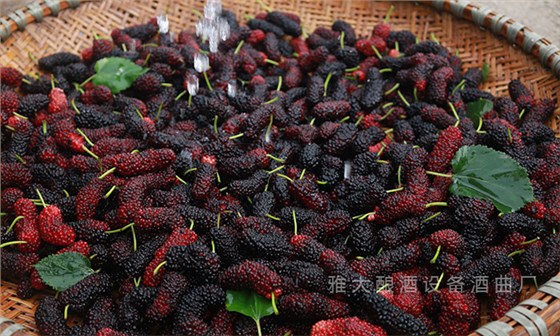 桑葚&ldquo;次果&rdquo;變黃金！低成本釀熱銷果酒，增收秘訣看這里！ 3